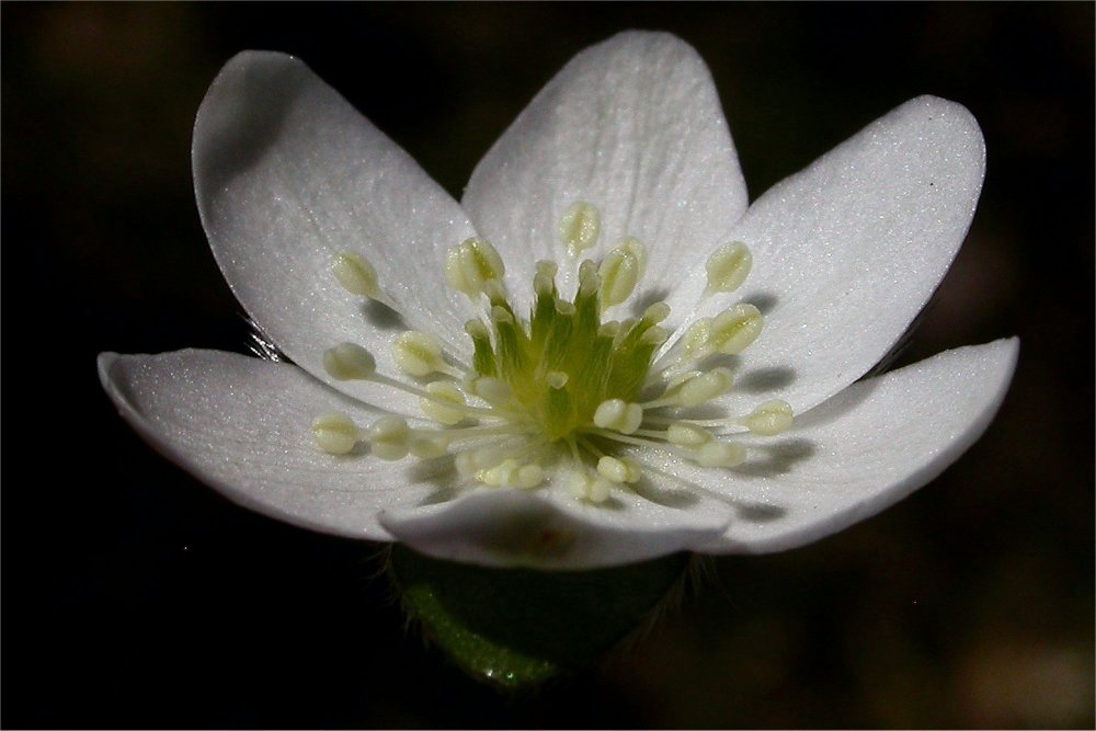 Hepatica nobilis / Erba trinit